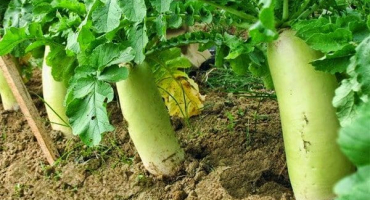 Když potřebujete sklidit ředkev daikon ze zahrady na uskladnění na zimu